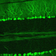 Illustration for article titled Transplanted Brain Cells Can Outlast The Bodys Biological Clock